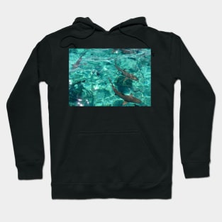 Reef Sharks in Turquoise Water Hoodie